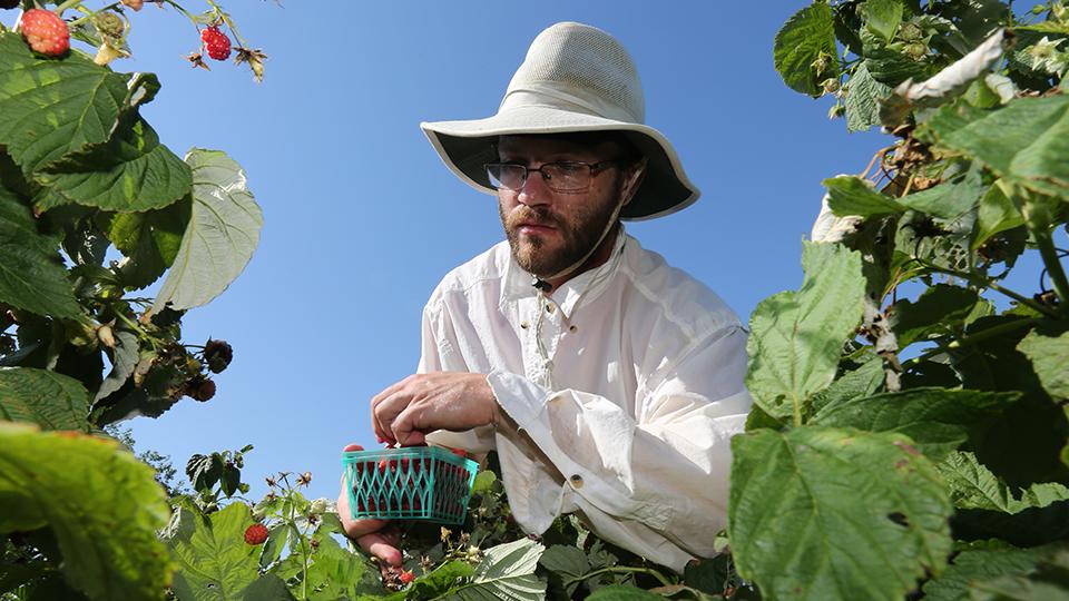 Student collecting berries from a garden